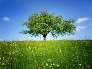 Tree against a backdrop of the blue sky standing tall in a field of tall grass